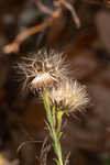 Georgia aster